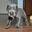 Prod�m �t��ata n�meck� dogy