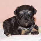 Prod�m ZDRAV�, O�KOVAN� a od�erven� �t��ata mini fenek a mal�ch kn�ra��.