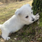 Prod�m mini mini �t��ata West Highland White Terriers