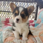 krsn a andlsk tata Pembroke Welsh Corgi na prodej.