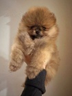 Pomeranian BOO plyov medvdci