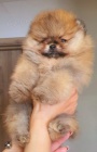 Pomeranian BOO plyov medvdci