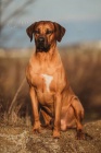 Rhod. Ridgeback - �t���tka s PP