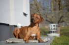 Rhod. Ridgeback - �t���tka s PP