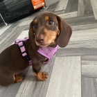 Kr�sn� hladkosrst� miniaturn� �t��ata jezev��ka k dispozici a p�ipravena k prodeji. Pouze pro v�n� osoby.