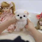 �ern�, meru�kov�, b�l� a hn�d� mini hra�ka 