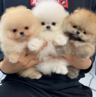 miniaturn tata pomeranian na prodej.