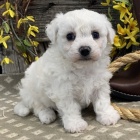 �t��ata bi�onka jsou k dispozici a p�ipravena k prodeji.