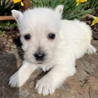 Prodm mini tata West Highland White Terriers