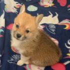 kr�sn� a and�lsk� �t��ata Pembroke Welsh Corgi na prodej.