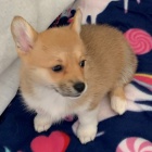 kr�sn� a and�lsk� �t��ata Pembroke Welsh Corgi na prodej.