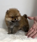 Pomeranian (BOO), istokrevn, trpaslk (hraka)