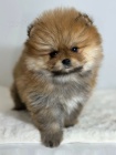 Pomeranian (BOO), istokrevn, trpaslk (hraka)