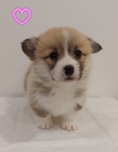 Pembroke Welsh Corgi tata