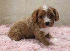 Prod�m �t��ata Cavapoo.