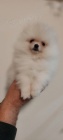 MINI pomeranian tata