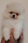 MINI pomeranian tata