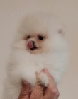 MINI pomeranian tata