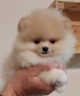 MINI pomeranian tata