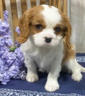 Prodm mini okovan tata Cavalier King Charles Spaniel.