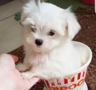 Prod�m O�KOVAN� miniaturn� �t��ata malt�z�k�.