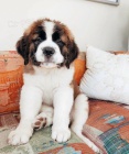 Prod�m saint bernard mini o�kovan� a od�erven� �t��ata.