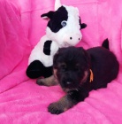 N�meck� ov��k �t��ata s PP