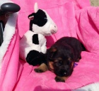 N�meck� ov��k �t��ata s PP