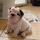 Prod�m kr�sn� �t��ata anglick�ho buldo�ka