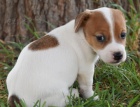 Prod�m �t��ata jack russell teri�ra.