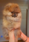 Pomeranian Spitz BOO tata, Pomeranian, Pomeranian bears