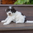 O�kovan� a od�erven� mini �t��ata portugalsk�ho vodn�ho psa k adopci