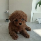 mini �t��ata toy pudl k adopci.