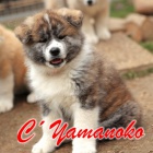 �t���tka Akita Inu s pr�kazem p�vodu