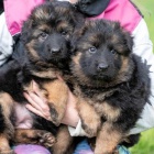 N�meck� ov��k dlouhosrst�