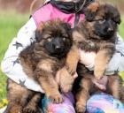 N�meck� ov��k dlouhosrst�