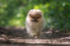 POMERANIAN BOO TATA