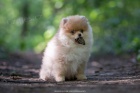 POMERANIAN BOO TATA