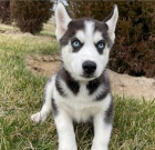 KR�SN� SIBI�SK� HUSKY �T���TKA 3 M�S�CE