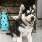 Prod�m �t��ata sibi�sk�ho huskyho.