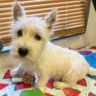 Prodm mini mini tata West Highland White Terriers