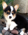 kr�sn� a and�lsk� �t��ata Pembroke Welsh Corgi na prodej.