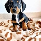 o�kovan� �t��ata kr�tkosrst�ho trpasli��ho jezev��ka.