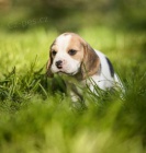 Beagle - �t��ata s PP