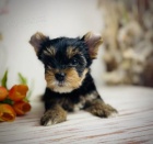 Jork��rsk� teri�r (carrier)