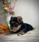 Jork��rsk� teri�r (carrier)