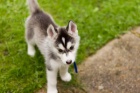 Sibi�sk� Husky Fenku