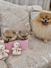 Pomeranian BOO tata