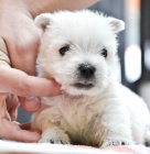 Prodm mini mini tata West Highland White Terriers.