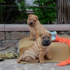 Prodm okovan tata Shar-pei.